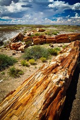 Petrified Forest National Park