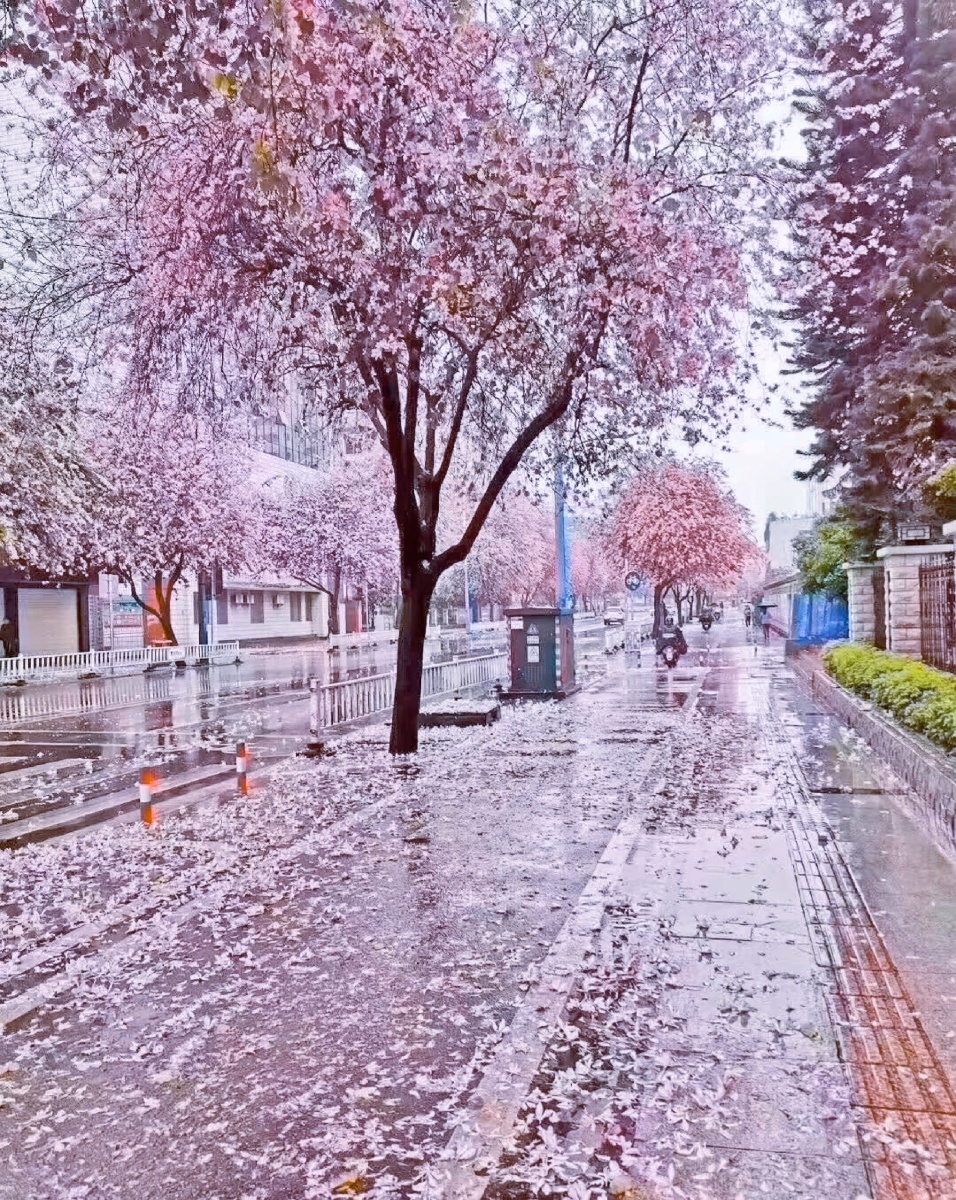 花开零落飘似雨落花时节又逢春03