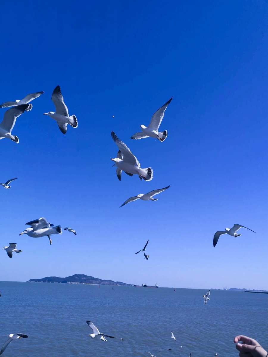蓝天大海海鸥这里就是我的家乡一座三面环海的小城