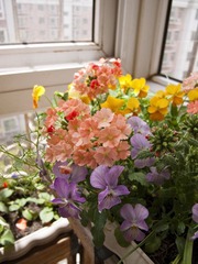 家庭花