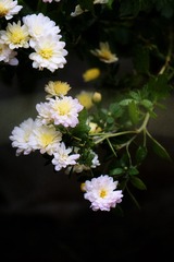 5D871DA8-4C30-4FE7-85CC-7EF992B44139/L0/001