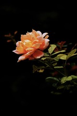 7A588DBD-6450-45D0-A9C9-7B8EB49A1B3A/L0/001