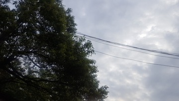 81501