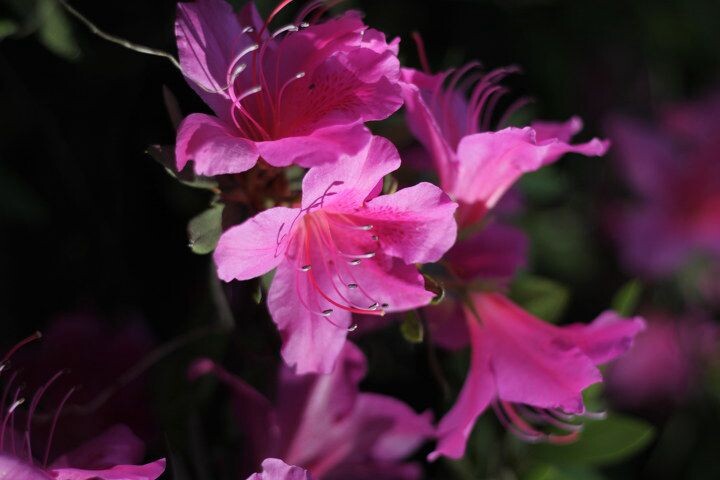 某花3<br />
