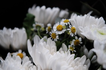 55BDAA0A-5DBA-4528-8A6A-B2621B49E3FE/L0/001