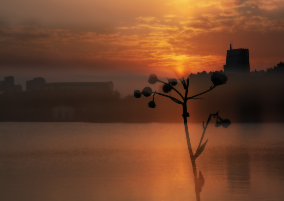 东篱把酒黄昏后,有暗香盈袖.