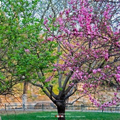 20100422_7580S