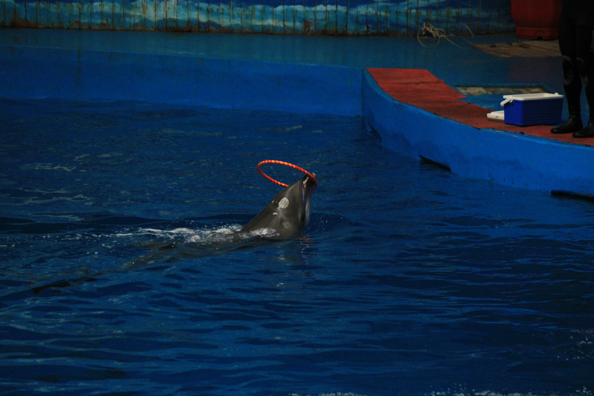 昆明花都海洋馆海豚表演