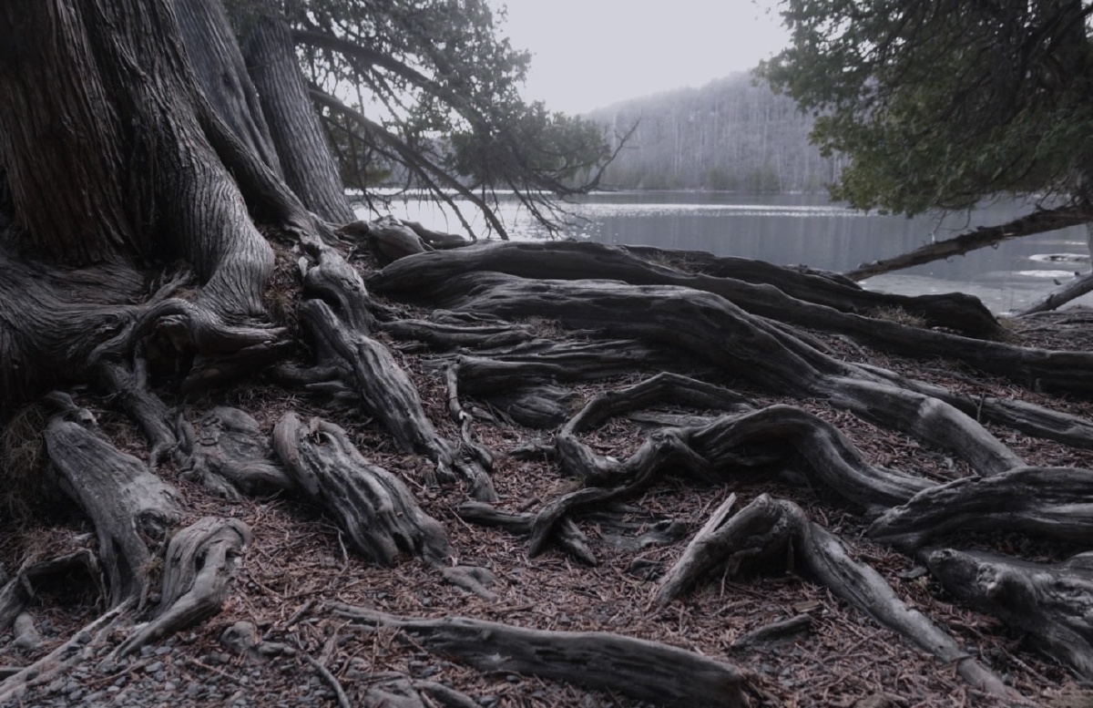 朽木- violetw - 图虫