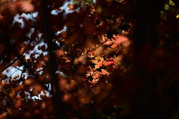 EAE7B8A8-CC29-4A65-AB90-352095BCCFCE/L0/001