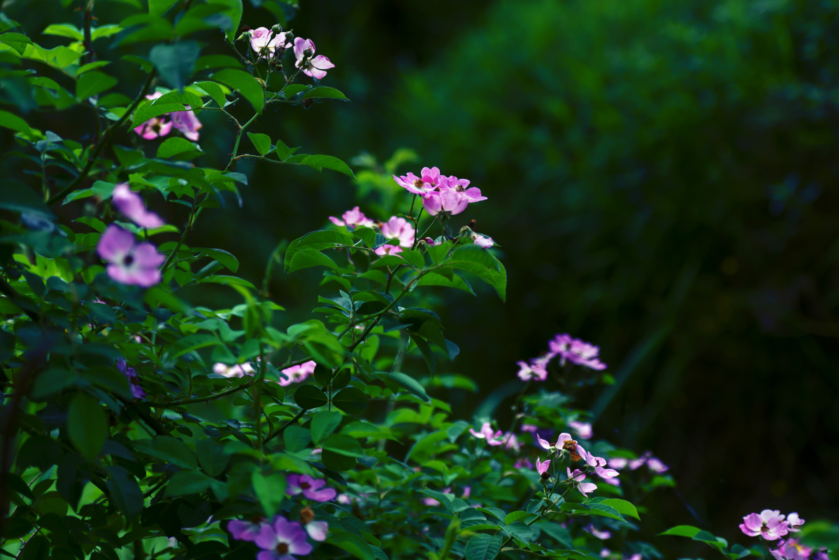 五月的蔷薇花 - 木白2021 - 图虫