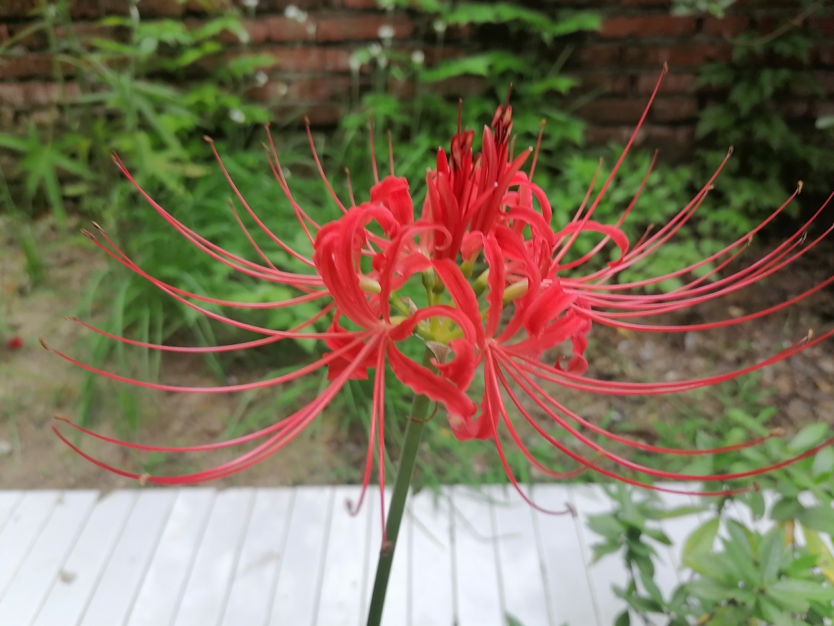 花开无叶叶生无花