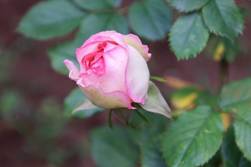 0E6ACEA3-ED39-4C05-86D6-0E76D0786212/L0/001