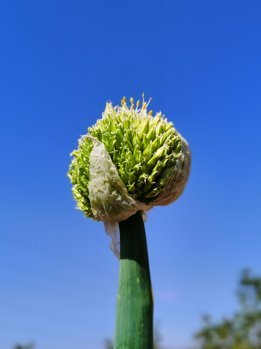 葱葱绿绿球状花