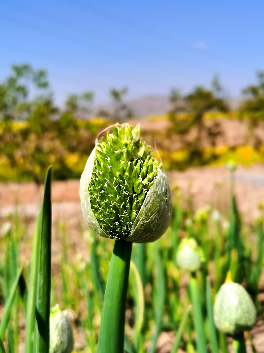 葱葱绿绿球状花