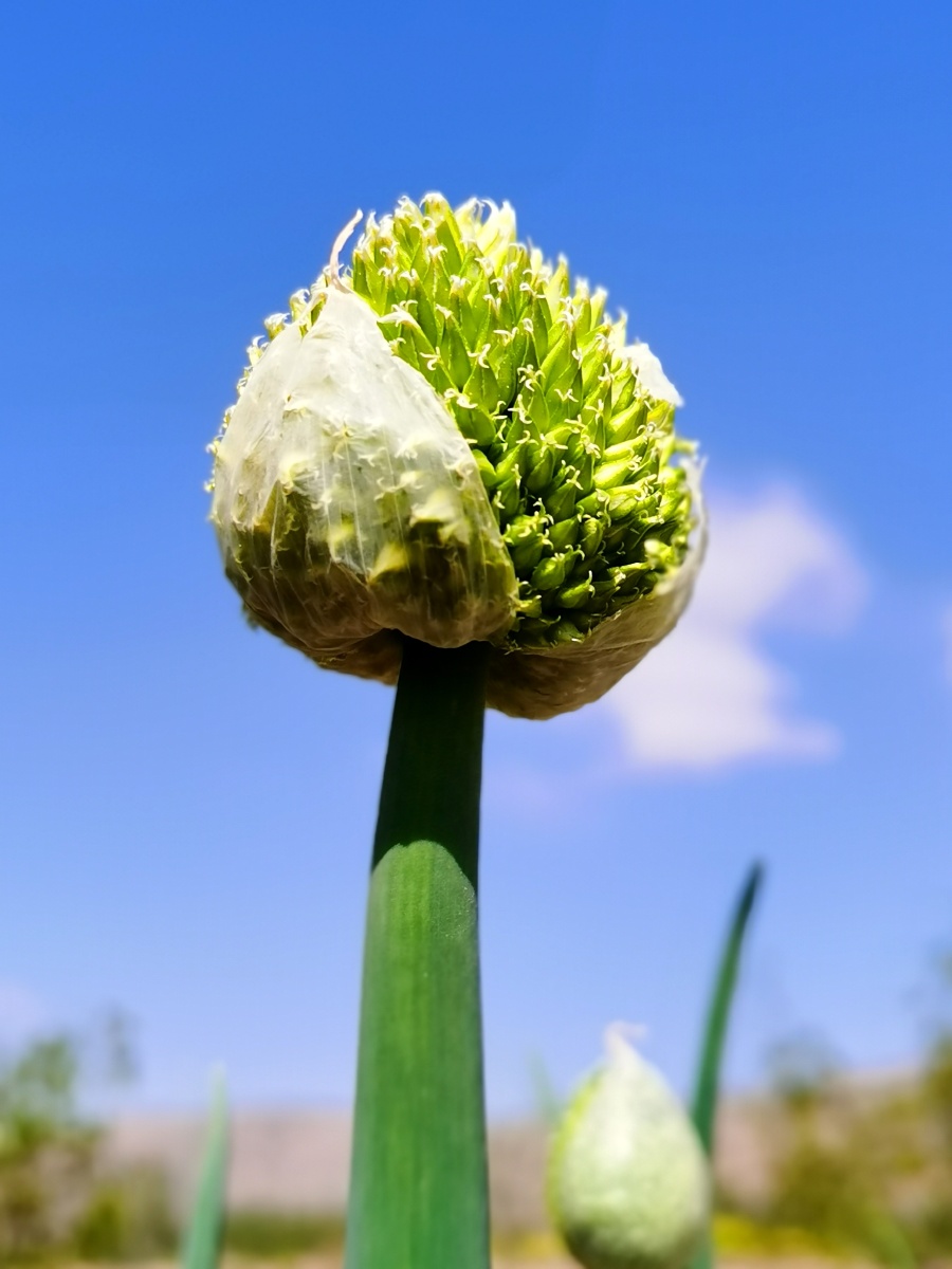 葱葱绿绿球状花