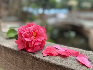 8C1710FA-15C7-4E1C-82D0-54D9A9D57ACD/L0/001
