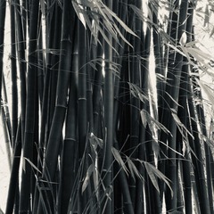 DCD09DA0-B55F-4C61-B36D-2075135AA303/L0/001