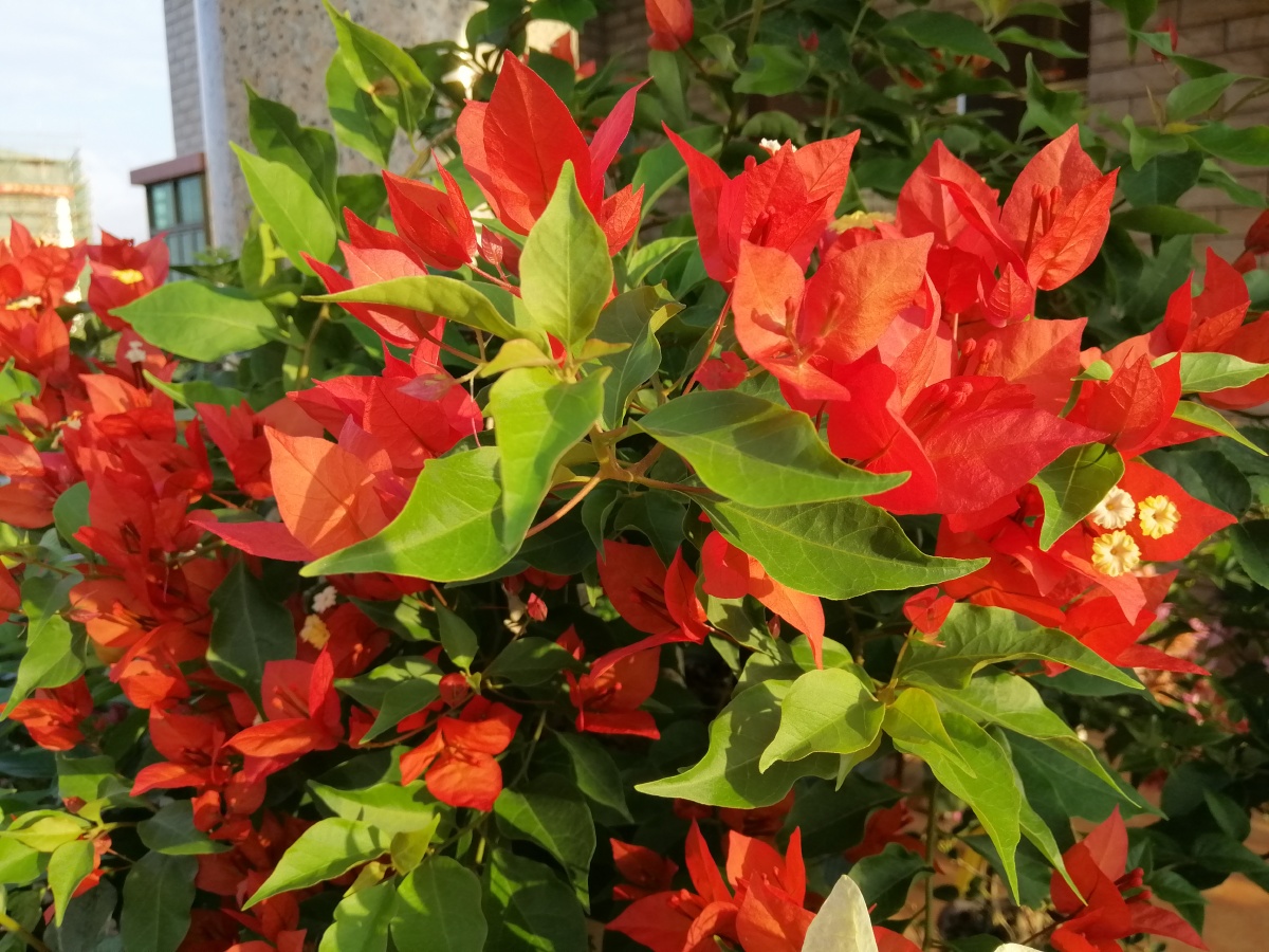 红桑巴色彩艳丽热情如火