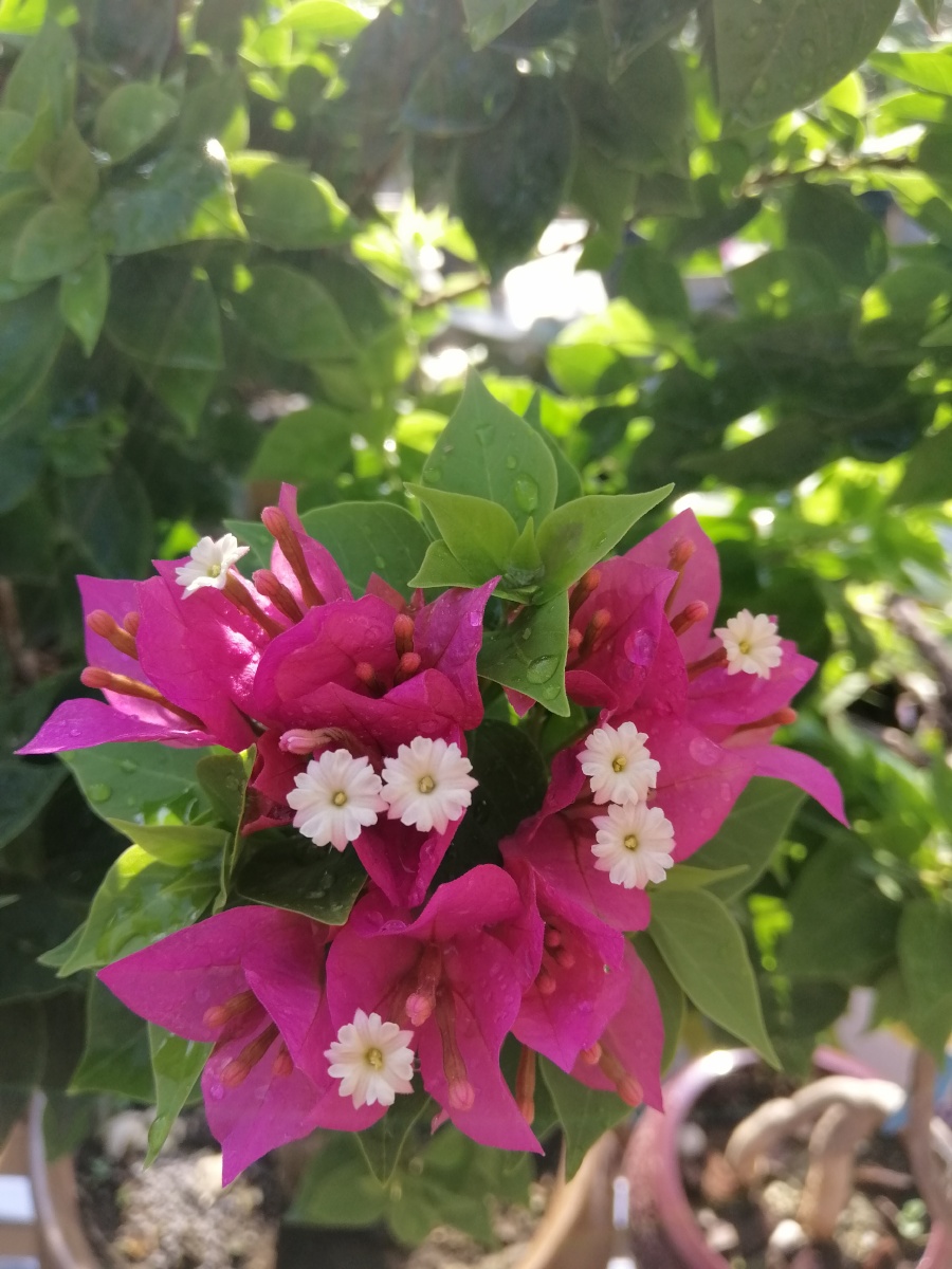 塔紫:层次分明,每个花瓣都好完美