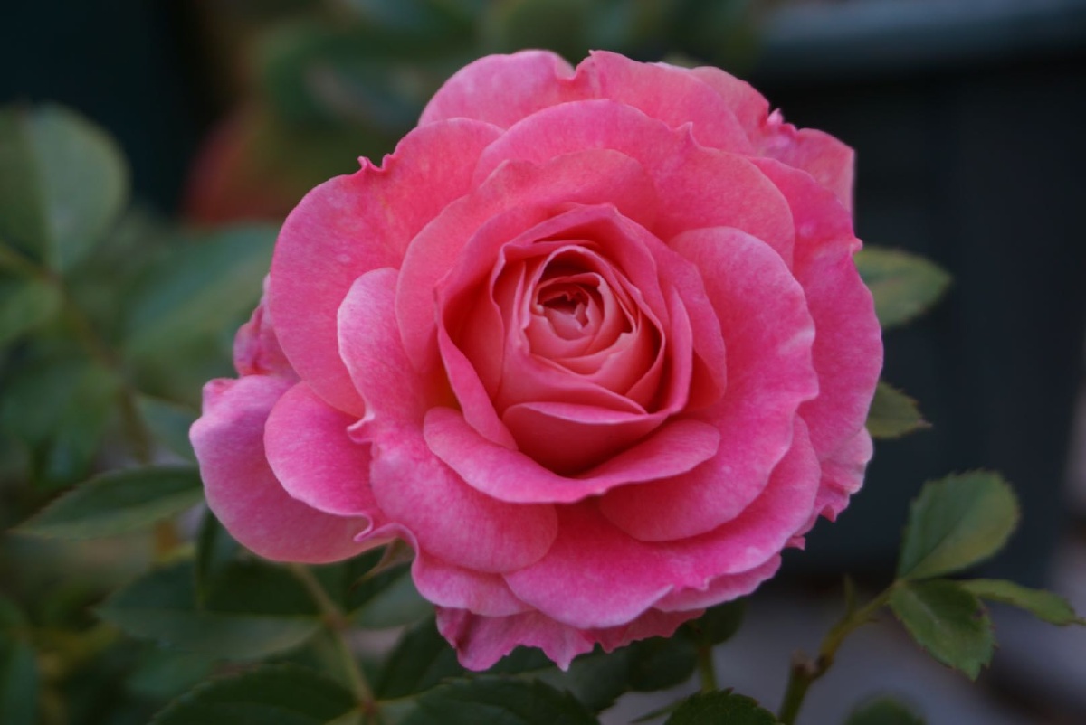 粉粉嫩嫩小美人