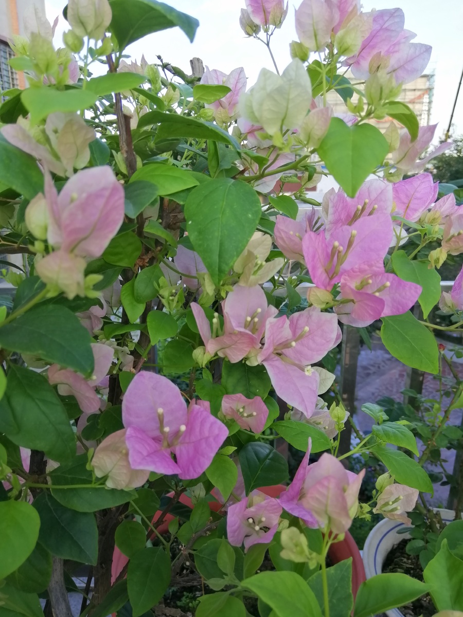 广红樱花瓣清晰颜色仙气飘飘