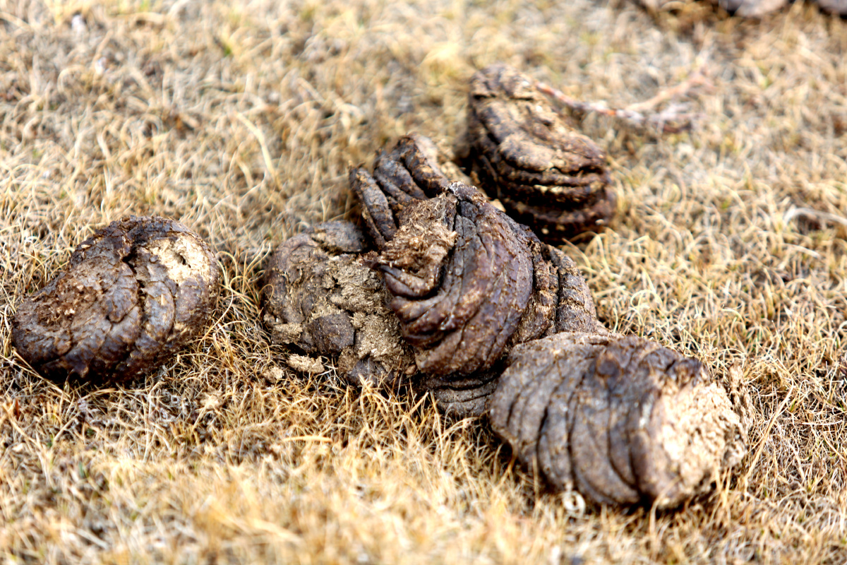草原上的牛粪