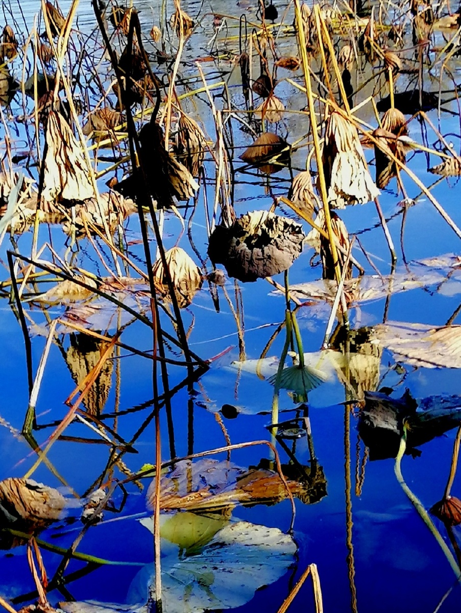 荷花向尽秋光晚零落残红绿沼中
