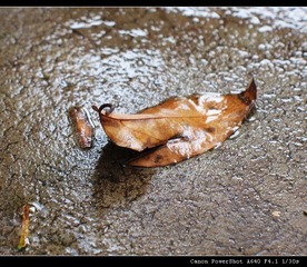 410988594IMG_3848