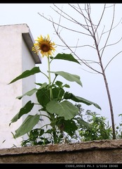 316471412P7260262