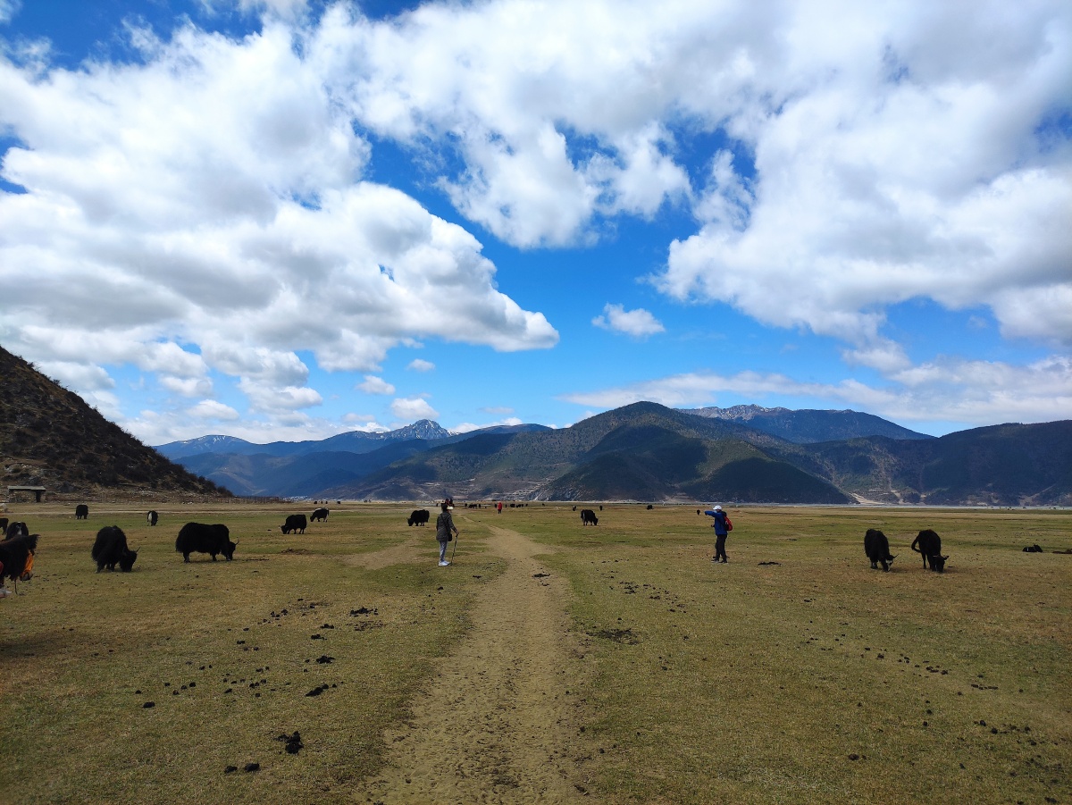 香格里拉上的纳帕海草原