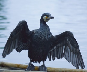 741097