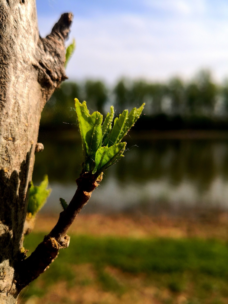 春天的一抹新绿