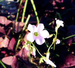 FLOWER