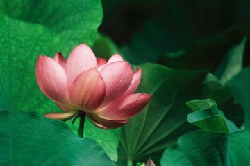 馆内荷花