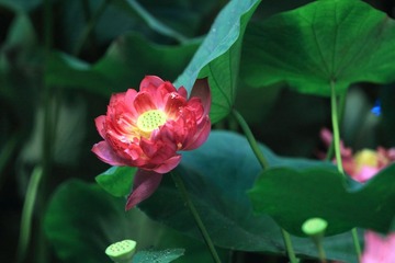 馆内荷花