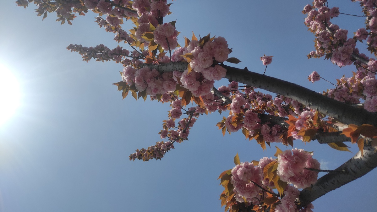 嘉禾望岗187 - 图虫