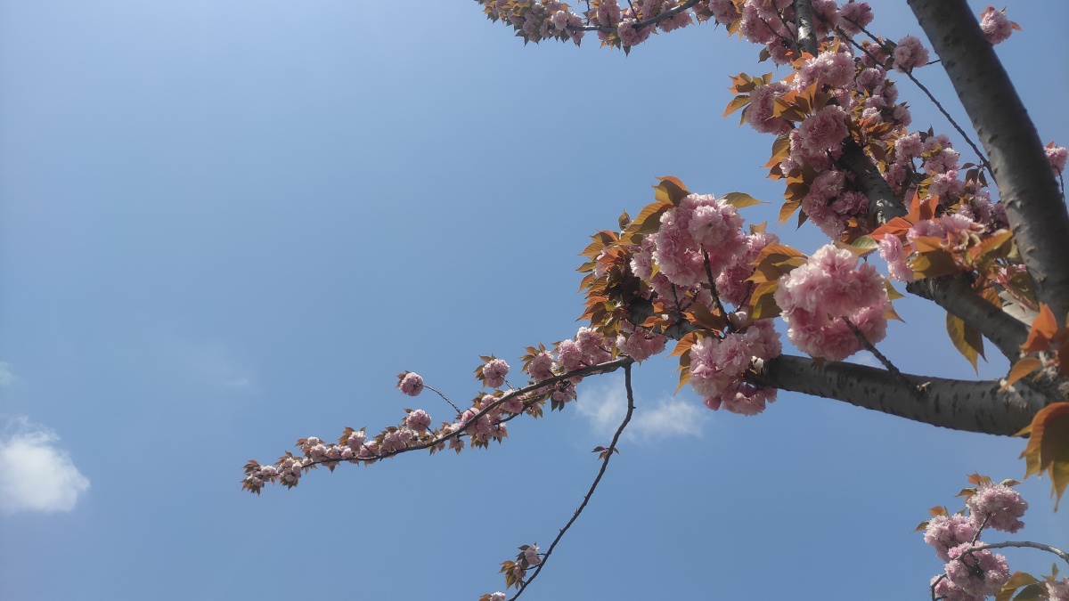 嘉禾望岗187 - 图虫