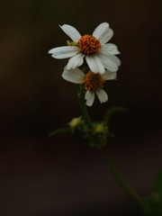 1000041638