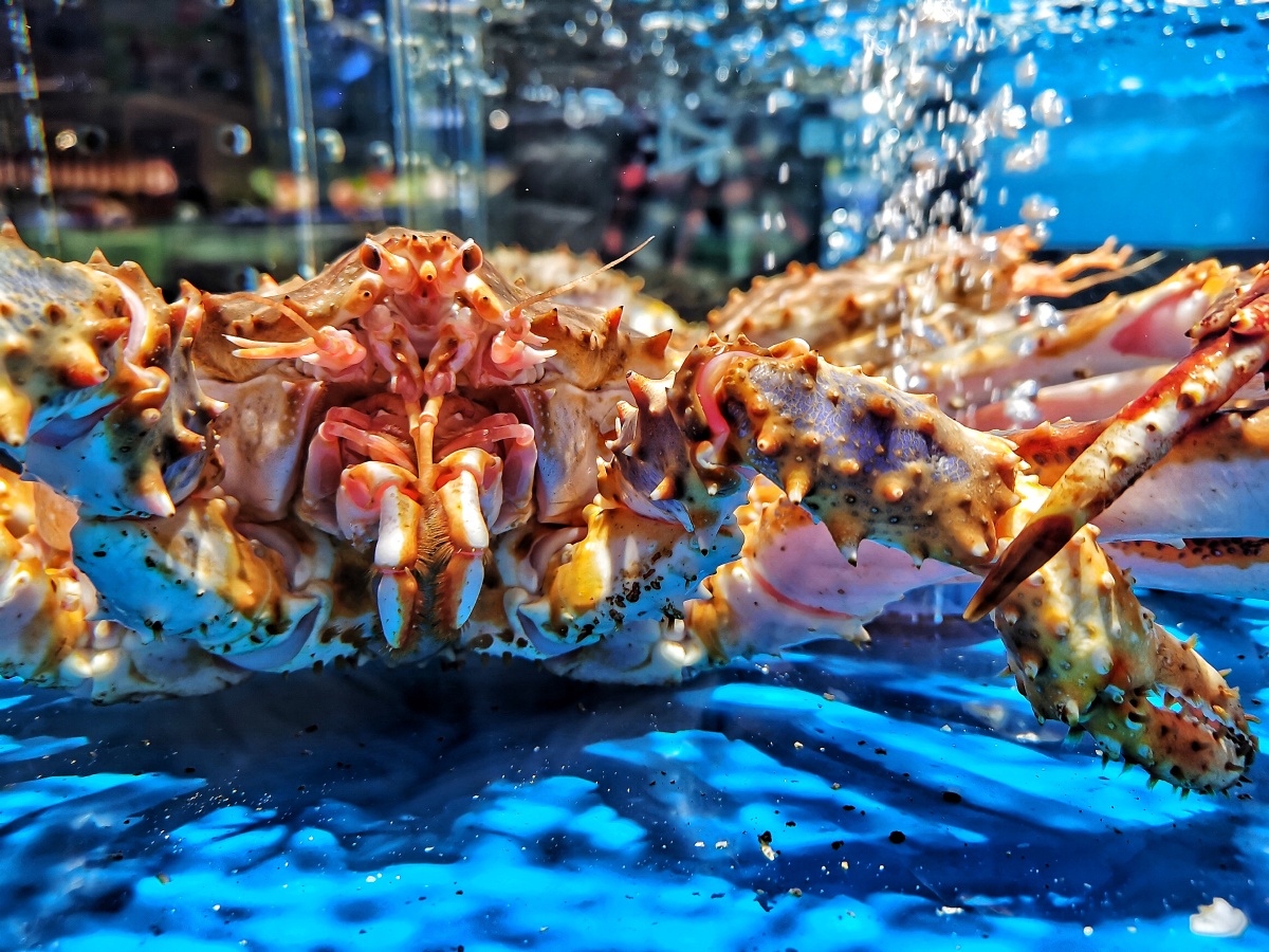 帝王蟹的观察 - 柒壹手机摄影 - 图虫