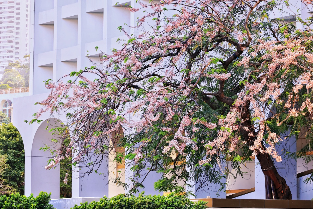 香港中环建筑前独一无二的的一棵节果决明花