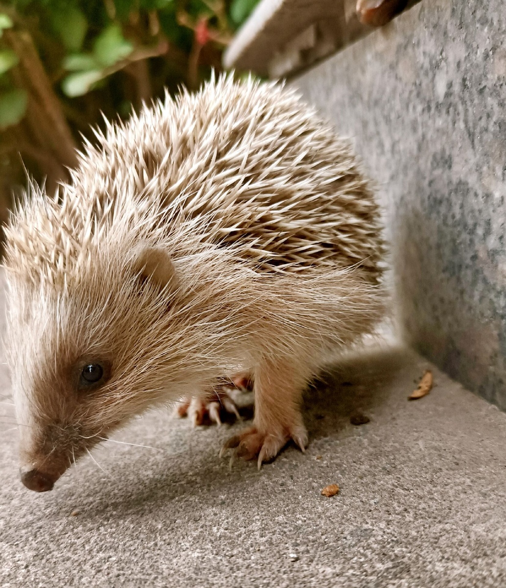 一只可耐小刺猬