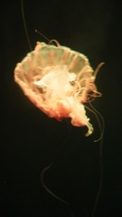 0E2DA196-9AAC-4C8C-8A0C-14A13786E8E7/L0/001