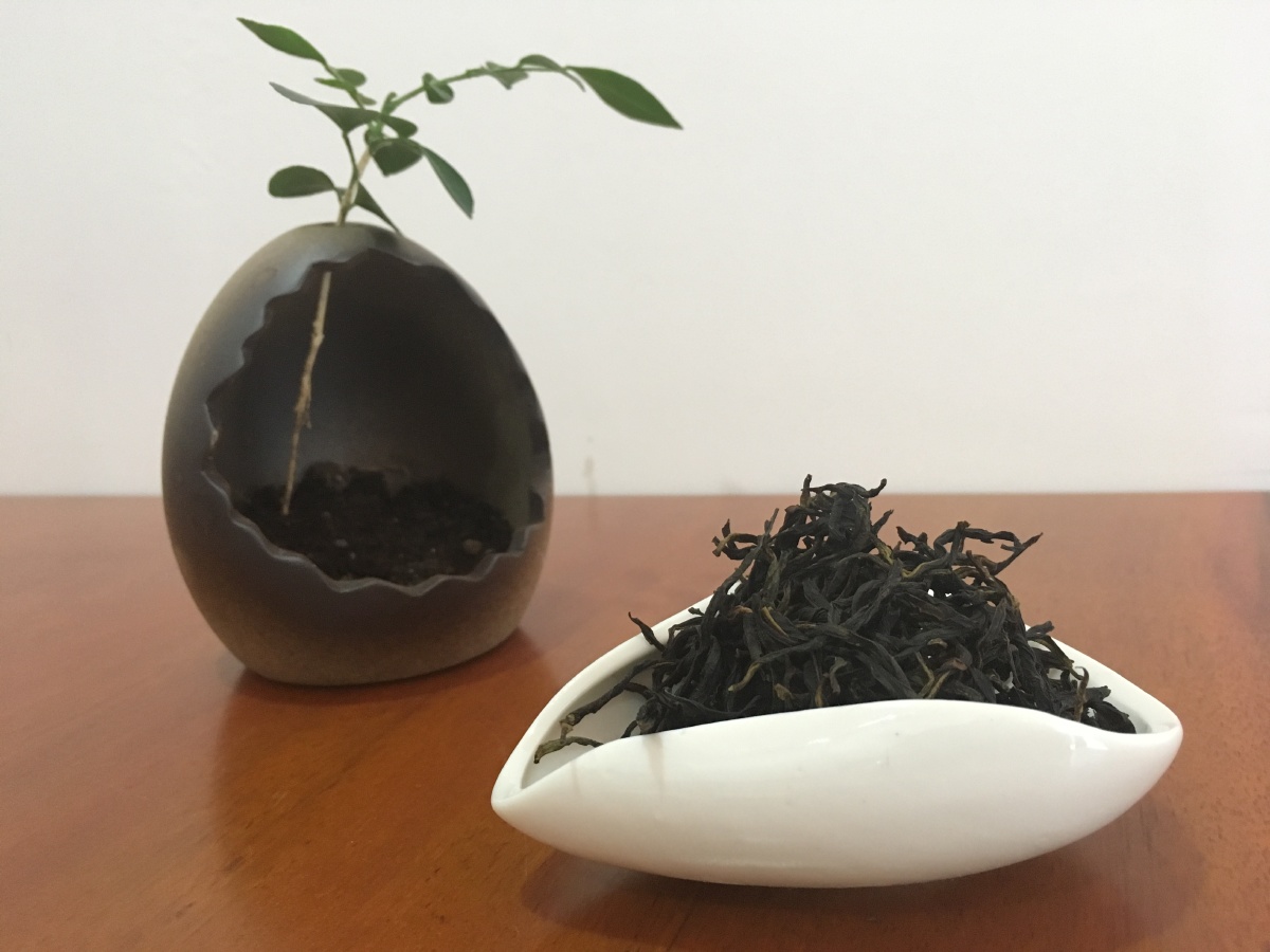 今天开始老丛八仙茶