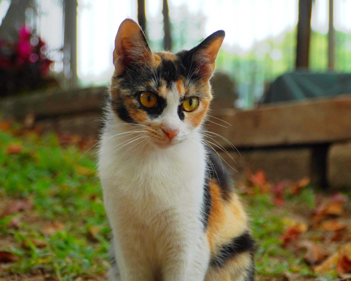 大学校园里的小动物们