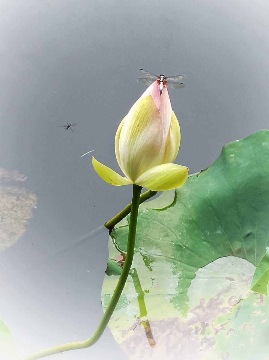 小荷花未开蜻蜓立上头