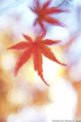 20111125_125153.jpg