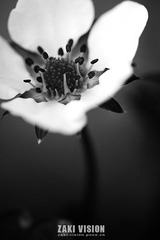 IMG_2684黑白.jpg