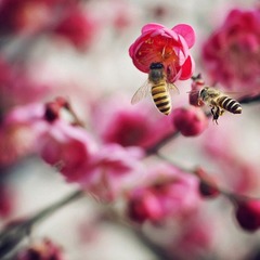 梅花