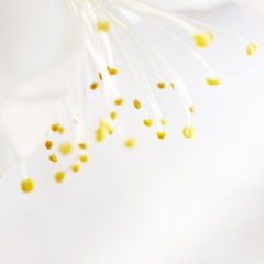 蕊
